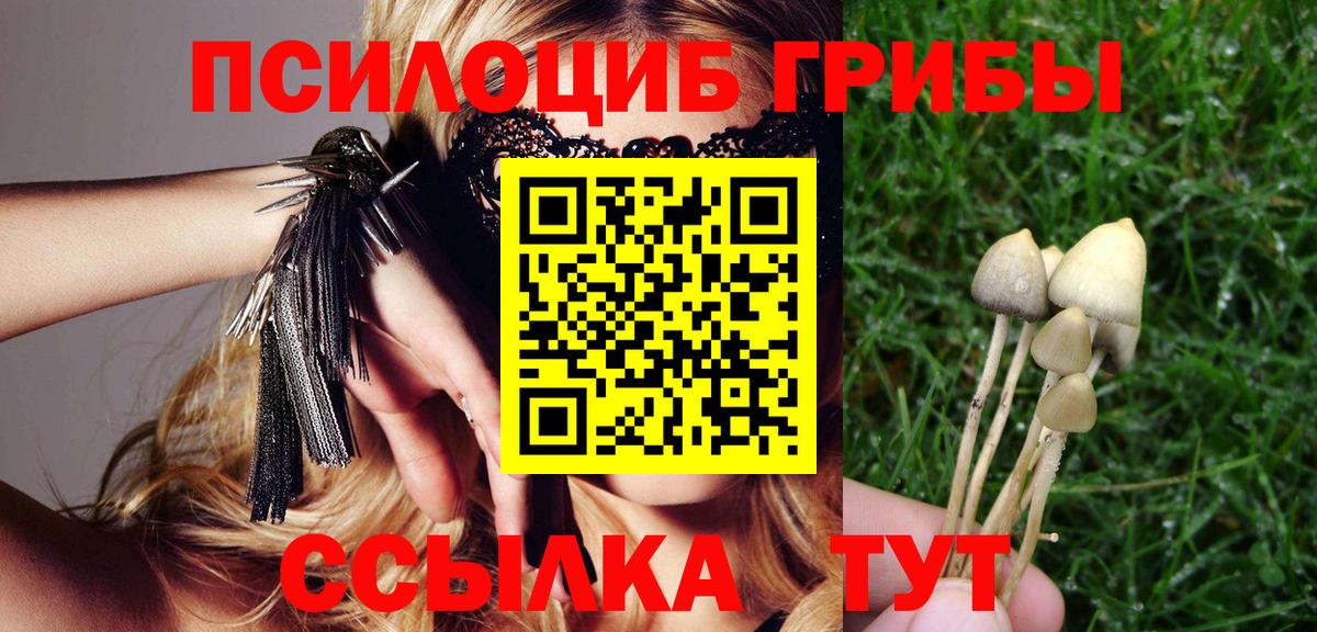 Псилоцибиновые грибы Psilocybe Сегежа